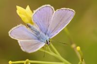 Polyommatus icarus
