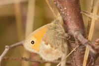 Coenonympha pamphilus