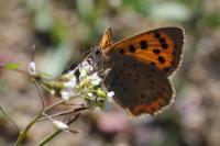 Lycaena phlaeas