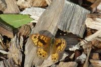 Lasiommata megera
