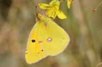 Colias crocea