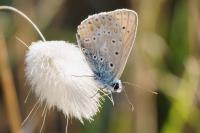 Polyommatus icarus