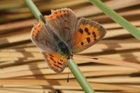 Lycaena phlaeas