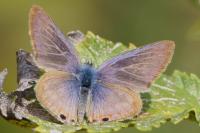 Lampides boeticus