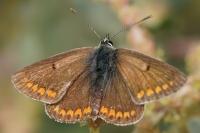 Aricia agestis