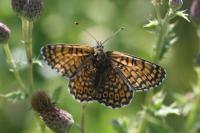 Melitaea cinxia