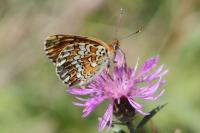 Melitaea phoebe