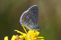 Polyommatus icarus