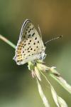 Lycaena tityrus