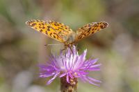 Boloria dia