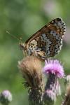 Melitaea cinxia
