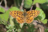 Boloria dia