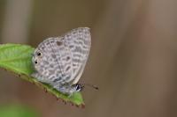 Leptotes pirithous