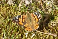 Vanessa cardui