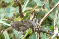 Cacyreus marshalli