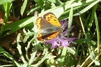 Lycaena phlaeas