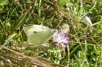 Pieris brassicae