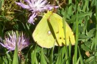 Colias crocea