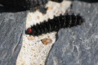 Melitaea cinxia
