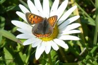 Lycaena phlaeas
