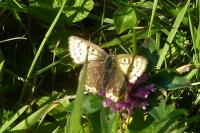 Lycaena tityrus