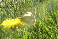 Colias crocea