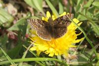 Erynnis tages