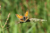 Lycaena phlaeas