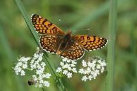 Melitaea cinxia