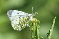 Anthocharis cardamines