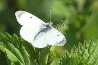 Anthocharis cardamines