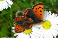 Lycaena phlaeas