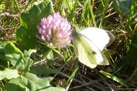 Pieris brassicae