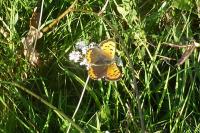Lycaena phlaeas