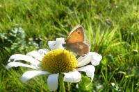 Coenonympha pamphilus