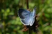 Celastrina argiolus