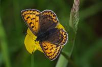 Lycaena tityrus