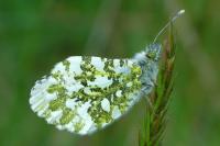 Anthocharis cardamines