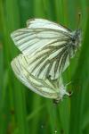 Pieris napi