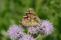 Vanessa cardui