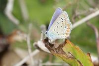 Polyommatus icarus