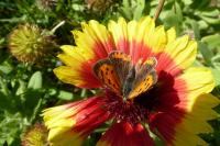 Lycaena phlaeas