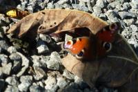 Aglais io