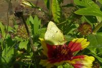 Colias crocea