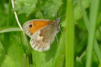 Coenonympha pamphilus