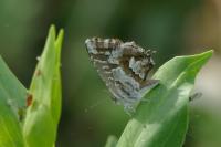 Cacyreus marshalli