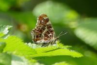 Araschnia levana