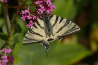 Iphiclides podalirius