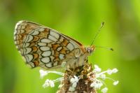 Melitaea parthenoides