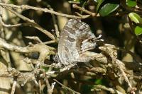 Cacyreus marshalli